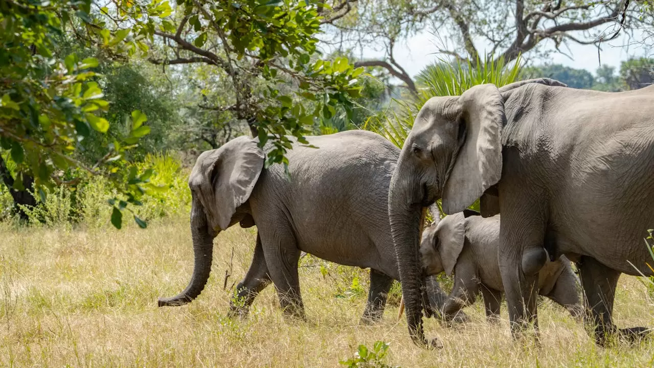 Sri Lanka klassisch erleben und im Malediven-Paradies entspannen